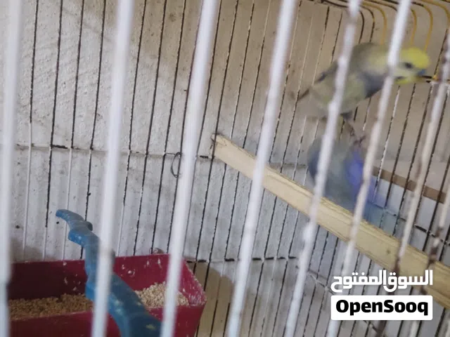 طيور حب رينبو للبيع