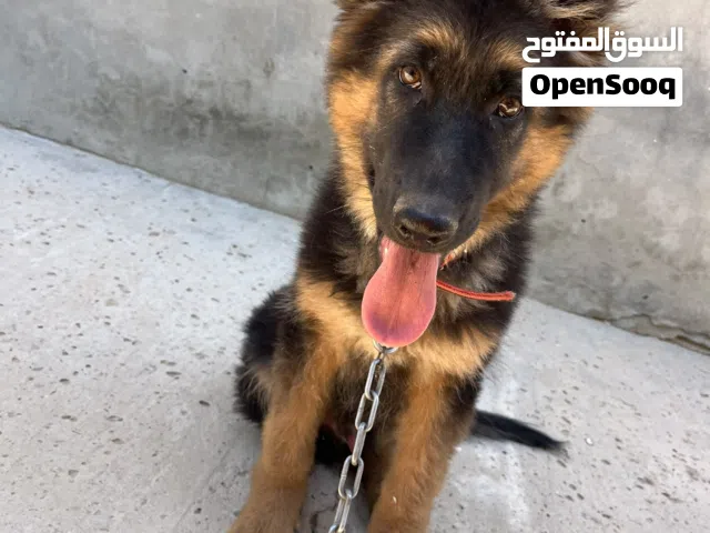 جرو لونق هي