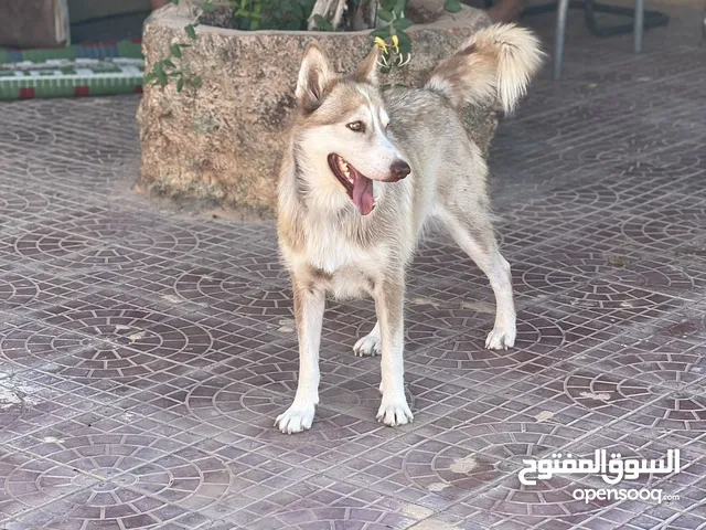 الإستفسار عل رقم