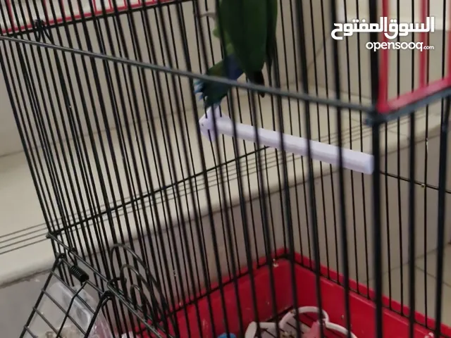 للبيع – أنثى طائر الحب وردي الوجه (Lovebird)