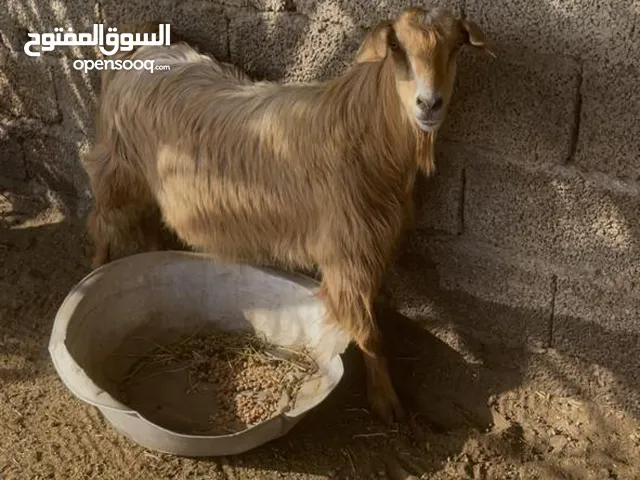 عنز عاقر سنه اقر الوصف