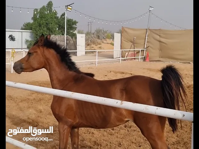مهره عربيه جمال من دون شريحه