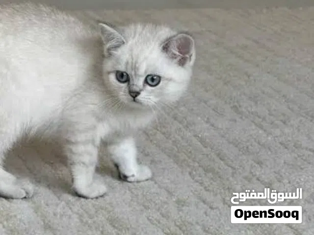 2 انات سكوتش ستريت عمر شهرين ما شاء الله التواصل ع خاص دردشة اقرا الوصف