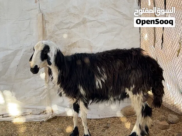 جاعدة تهجين نجدي