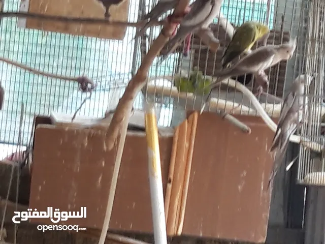 زوج كوكتيل وايت فيس سبلت البينو