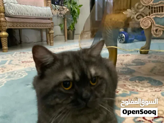 قط للتبني .