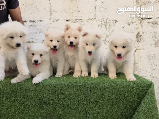 عمار العجوري سائد ابو نواس
