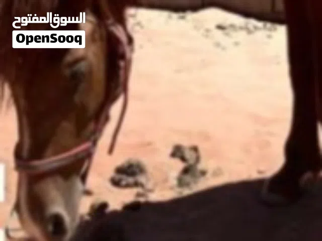 مطلوب مهره عمر بين الشهر والشهرين يكون مطلوب فيه بين 150 لل 200