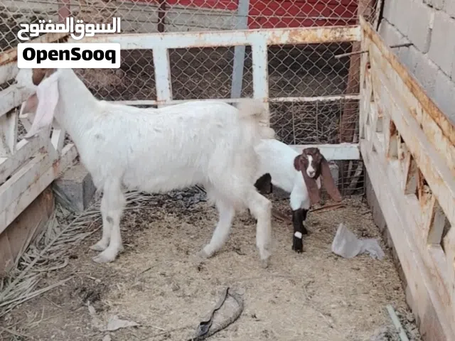 جواها فحل وحامل