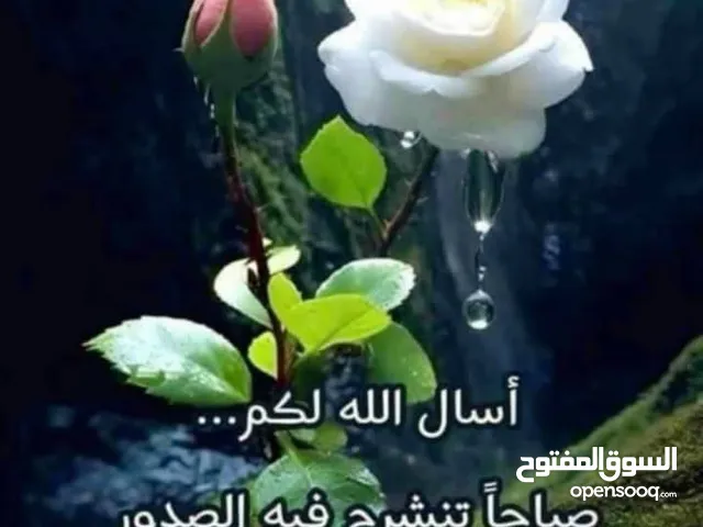 بقره للبيع لحم