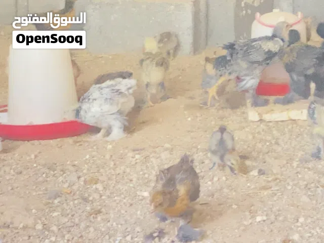 كتكوت براهمه