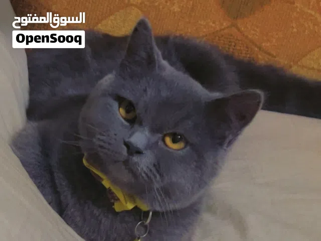 سكوتش فولد عمر 6شهور الون رمادي بالصلاة  عالنبي السعر 35