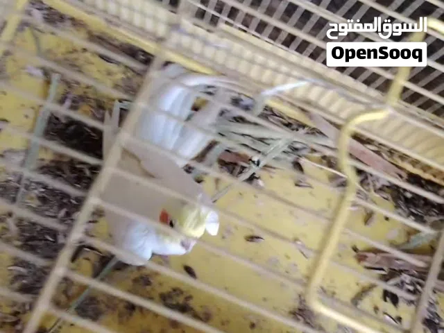 عصفور كوكتيل ذكر