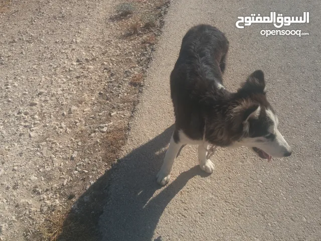 كلب هاسكي للبيع مطعم 8 تطعيمات البيع سعر حرق