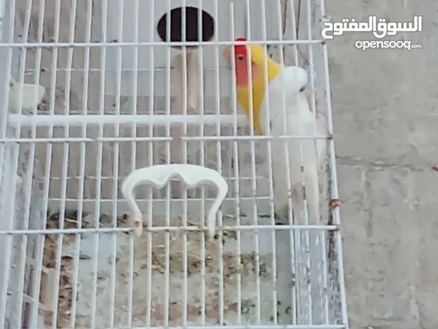 كوبيه ربي ايبارك للبيع