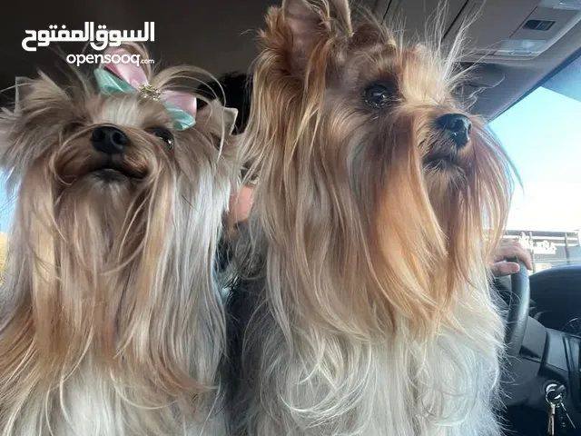جرواية يورك شاير 6شهور ونصف