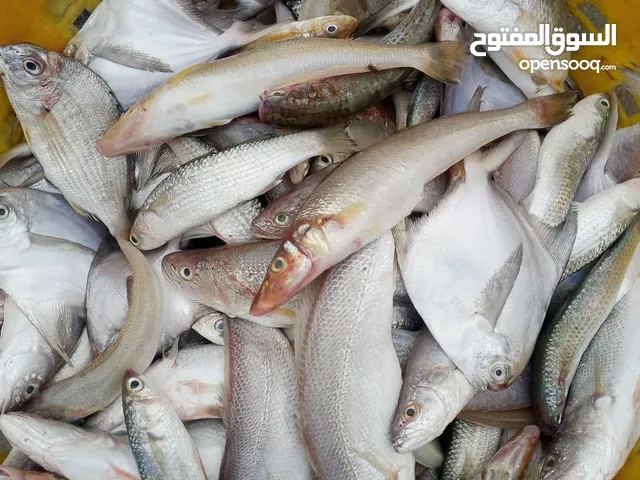 سمج بحري طازج يتوفر زوري مزلك شأنك انويبي صبور حف وجميع أصناف أسماك مرحبا