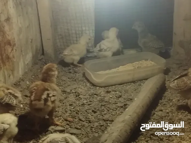 افراخ دجاج عرب اصلي عمر اكثر من اسبوعين صحه ونشاط سعر الواحد 3 الف.