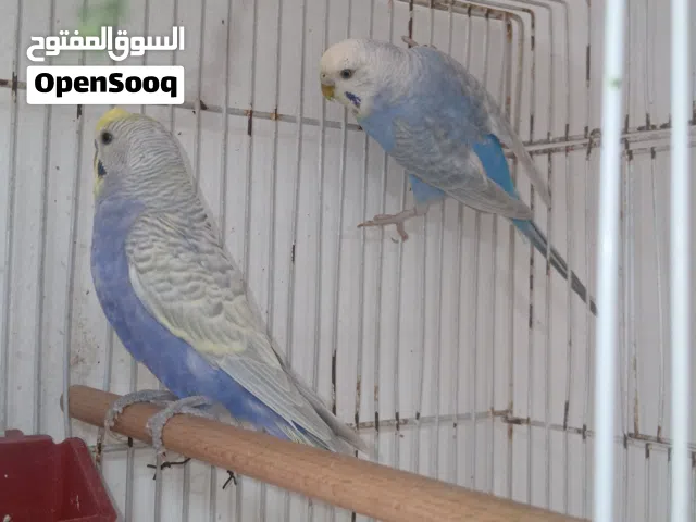 كوبيه الله يبارك مصقورت كلهم