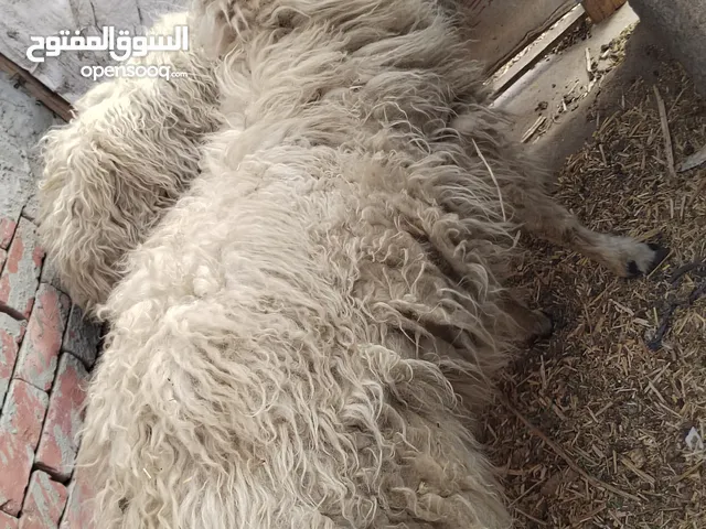 خروفين ونعجتين للبيع