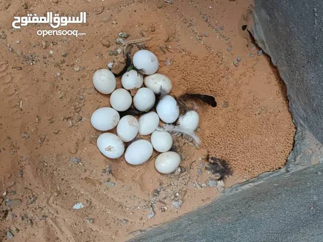 حارة دحي للبيع متع استرالي الاماني دم صافي درجه ربي يبارك