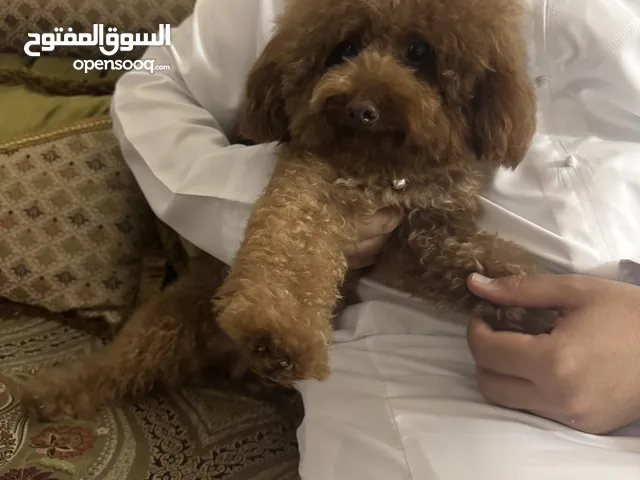 Poodle male