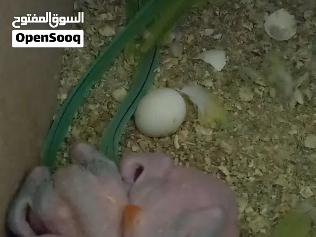 جوز دره تحته اربع فراخ