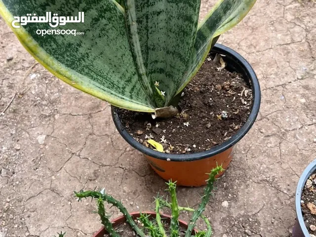 اشجار للبيع
