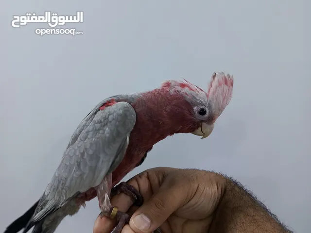 للبيع كوكاتو قالا أليف حجم وصحه ممتازه