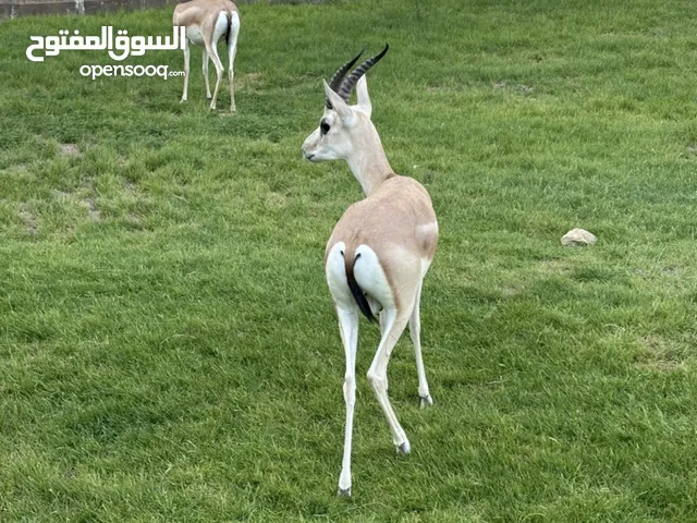 غزلان الريم للبيع