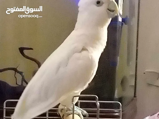كوكاتو جوفن دبل جامبو
