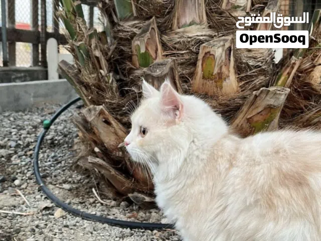 قط اليف للبيع