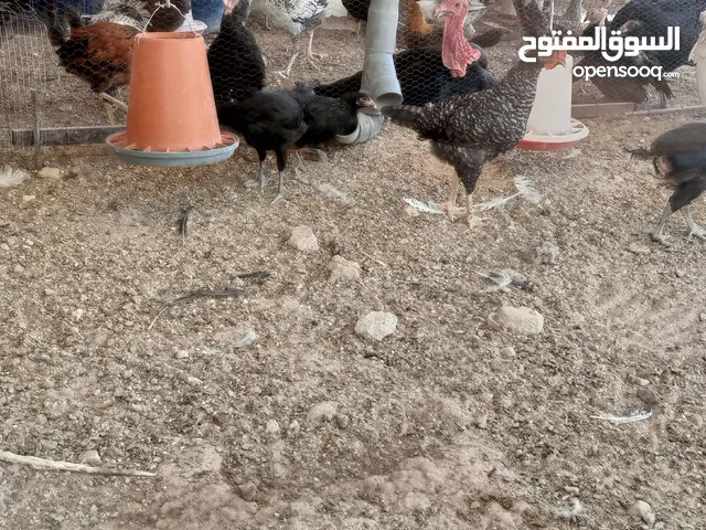 دجاج بندوق براهمي