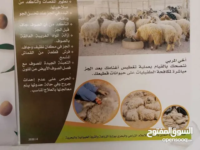 جز الاغنام من الصوف أقرا الوصف . والفاضي يذكر الله