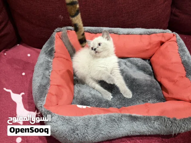 British shorthair cat
