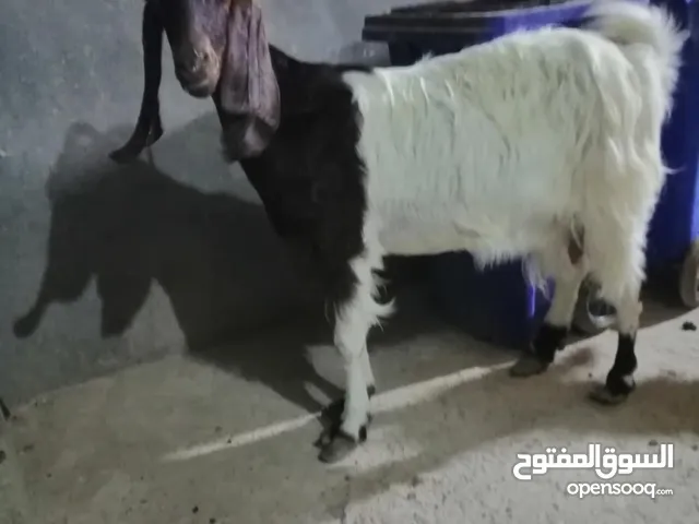 صخله مظرع للبيع