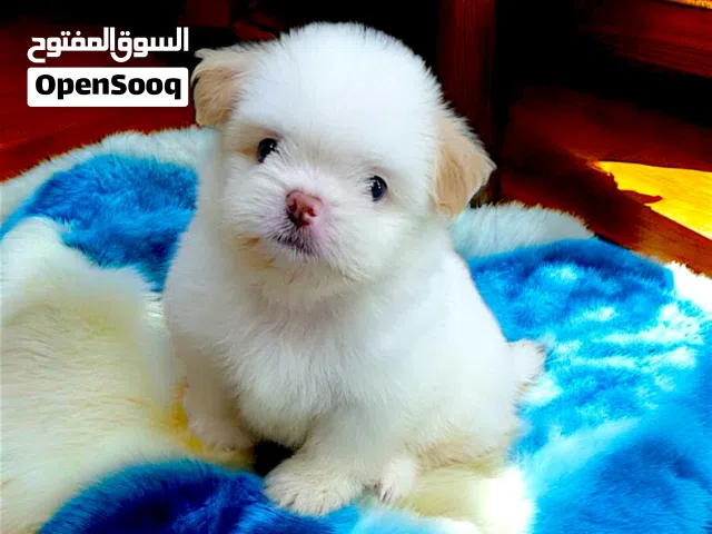 احلا ولد مينى بوكت هافانيز اطراف قصيره مبيكبرش