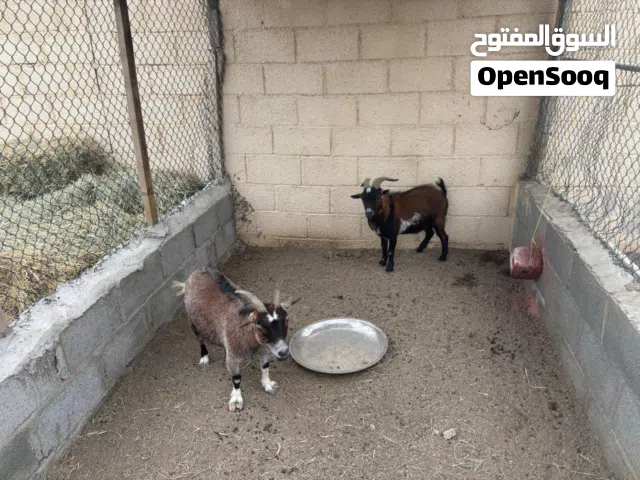 زوج ماعز بلجيكي بيور