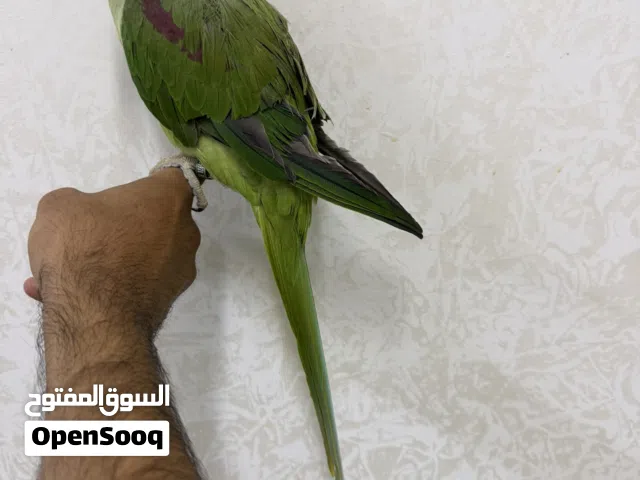 نيبالي ذكر وانثى اليف ومتحدث