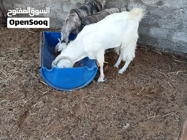 سخل للبيع  الي له الرغبه يتفضل واتساب