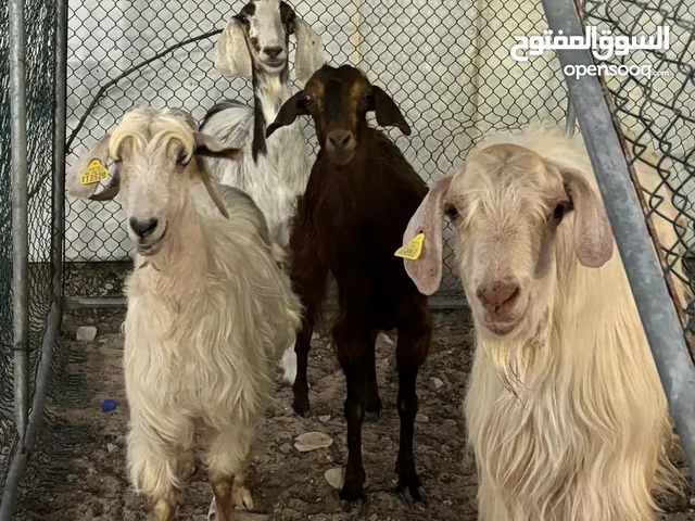 مواشي للبيع