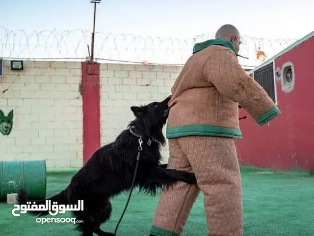 فندق ومركز تدريب للكلاب
