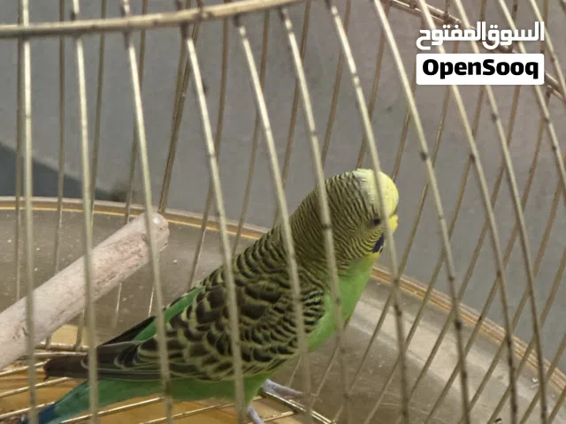 عصفور ذكر مع قفص