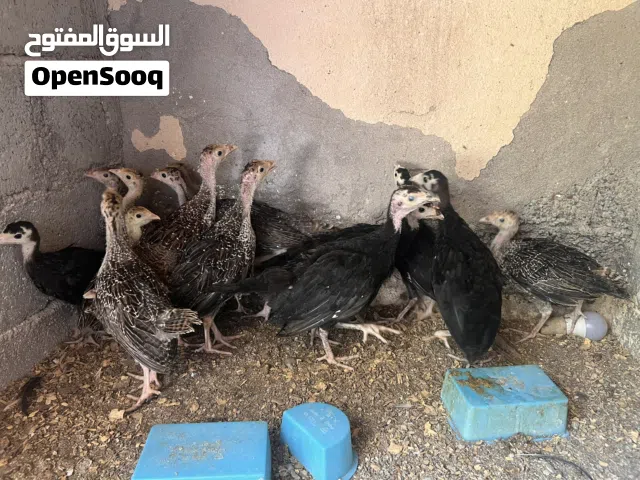 للبيع فروخ. ديك رومي