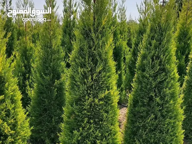 جولد ستار ايطالي نخب اول و لايلندي ايطالي نخب اول سرو عامودي ايطالي نخب اول و زنزلخت ايطالي نخب اول