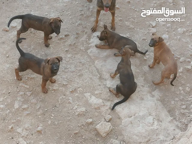 للبيع اجراوه مالينو بلجام العمر شهرين ماخدين المطعوم