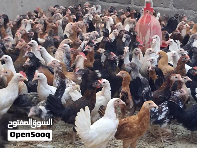 دجاج عمانيه أحجام ممتازة جدا