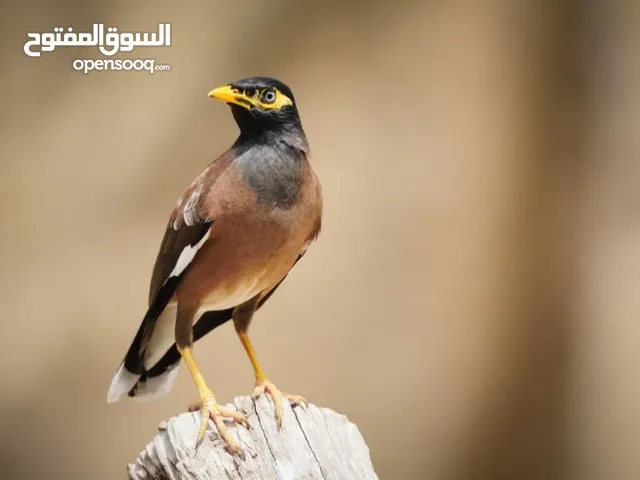 جوز مينا قابل للبدل ع كنار