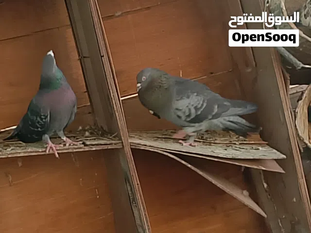 البيع حمام انتاج فريد ومنتج البيع بالحبه