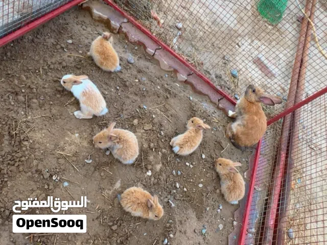 ارانب. الام والاولاد مالها